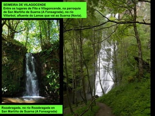 SEIMEIRA DE VILAGOCENDE
Entre os lugares de Fito e Vilagoncende, na parroquia
de San Martiño de Suarna (A Fonsagrada), no río
Villarbol, afluente do Lamas que vai ao Suarna (Navia).
Rozabragada, no río Rozabragada en
San Martiño de Suarna (A Fonsagrada)
 
