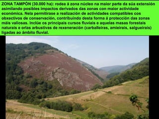 ZONA TAMPÓN (30.000 ha): rodea á zona núcleo na maior parte da súa extensión
asimilando posibles impactos derivados das zonas con maior actividade
económica. Nela permitirase a realización de actividades compatibles cos
obxectivos de conservación, contribuíndo desta forma á protección das zonas
máis valiosas. Inclúe os principais cursos fluviais e aquelas masas forestais
naturais e orlas arbustivas de rexeneración (carballeiras, amieirais, salgueirais)
ligadas ao ámbito fluvial.
 