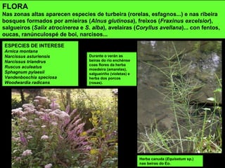 FLORA
Nas zonas altas aparecen especies de turbeira (rorelas, esfagnos...) e nas ribeira
bosques formados por amieiras (Alnus glutinosa), freixos (Fraxinus excelsior),
salgueiros (Salix atrocinerea e S. alba), avelairas (Coryllus avellana)... con fentos,
oucas, ranúnculospé de boi, narcisos...
Herba canuda (Equisetum sp.)
nas beiras do Eo.
Durante o verán as
beiras do río enchénse
coas flores da herba
moedeira (amarelas),
salgueiriño (violetas) e
herba dos porcos
(rosas).
ESPECIES DE INTERESE
Arnica montana
Narcissus asturiensis
Narcissus triandrus
Ruscus aculeatus
Sphagnum pylaesii
Vandenboschia speciosa
Woodwardia radicans
 