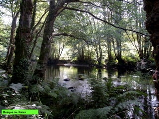 Bosque de ribeira
 