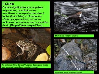 Ra patilonga (Rana iberica). Vive preto dos regatos limpos
con correntes e abundante cobertura vexetal.
Merlo rieiro (Cinclus cinclus)
Cabalo do demo (Aeshna cyanea)
FAUNA
O máis significativo son os peixes
migratorios, os anfibios e os
mamíferos, con especial mención á
lontra (Lutra lutra) e o furapresas
(Galemys pyrenaicus); así como
moluscos de interese como o mexillón
de río (Margaritifera margaritifera).
 