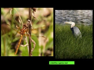 Libeliña e garza real
 