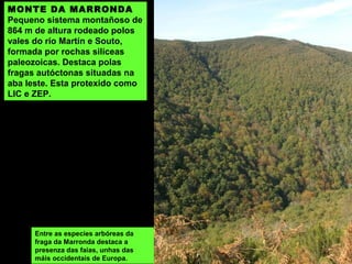 MONTE DA MARRONDA
Pequeno sistema montañoso de
864 m de altura rodeado polos
vales do río Martín e Souto,
formada por rochas silíceas
paleozoicas. Destaca polas
fragas autóctonas situadas na
aba leste. Esta protexido como
LIC e ZEP.
Entre as especies arbóreas da
fraga da Marronda destaca a
presenza das faias, unhas das
máis occidentais de Europa.
 