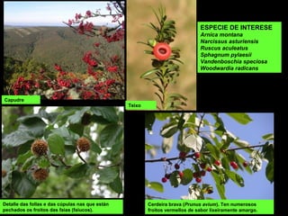 Detalle das follas e das cúpulas nas que están
pechados os froitos das faias (faiucos).
Capudre
Teixo
Cerdeira brava (Prunus avium). Ten numerosos
froitos vermellos de sabor lixeiramente amargo.
ESPECIE DE INTERESE
Arnica montana
Narcissus asturiensis
Ruscus aculeatus
Sphagnum pylaesii
Vandenboschia speciosa
Woodwardia radicans
 