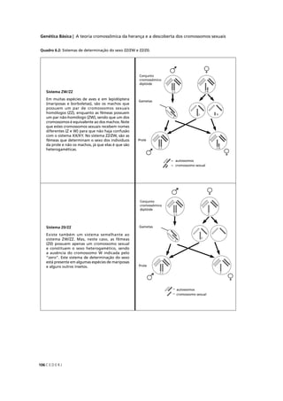 Genética Básica | A teoria cromossômica da herança e a descoberta dos cromossomos sexuais
C E D E R J106
Quadro 6.2: Sistemas de determinação do sexo ZZ/ZW e ZZ/Z0.
Sistema ZW/ZZ
Em muitas espécies de aves e em lepidóptera
(mariposas e borboletas), são os machos que
possuem um par de cromossomos sexuais
homólogos (ZZ), enquanto as fêmeas possuem
um par não-homólogo (ZW), sendo que um dos
cromossomos é equivalente ao dos machos. Note
que estes cromossomos sexuais recebem nomes
diferentes (Z e W) para que não haja confusão
com o sistema XX/XY. No sistema ZZ/ZW, são as
fêmeas que determinam o sexo dos indivíduos
da prole e não os machos, já que elas é que são
heterogaméticas.
Sistema Z0/ZZ
Existe também um sistema semelhante ao
sistema ZW/ZZ. Mas, neste caso, as fêmeas
(Z0) possuem apenas um cromossomo sexual
e constituem o sexo heterogamético, sendo
a ausência do cromossomo W indicada pelo
“zero”. Este sistema de determinação do sexo
está presente em algumas espécies de mariposas
e alguns outros insetos.
Con
crom
dipl
Gam
Prole
Con
crom
dipl
Gam
Prole
 