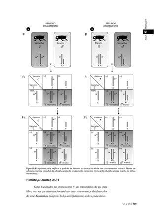 C E D E R J 109
AULAMÓDULO16
Figura 6.6: Hipótese para explicar o padrão de herança da mutação white nos cruzamentos entre a) fêmea de
olhos vermelhos x macho de olhos brancos; b) cruzamento recíproco (fêmea de olhos brancos x macho de olhos
vermelhos).
HERANÇA LIGADA AO Y
Genes localizados no cromossomo Y são transmitidos de pai para
ﬁlho, uma vez que só os machos recebem este cromossomo, e são chamados
de genes holândricos (do grego holos, completamente; andros, masculino).
ba
PRIMEIRO
CRUZAMENTO
SEGUNDO
CRUZAMENTO
P
F1
F2
 