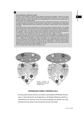C E D E R J 113
AULAMÓDULO16
INFORMAÇÃO SOBRE A PRÓXIMA AULA
Na nossa próxima aula, faremos uma releitura dos trabalhos de Mendel. Veremos
como o desenvolvimento da Citogenética e da Biologia Molecular permitiu o
entendimento da natureza física dos fatores propostos por Mendel, que hoje
conhecemos como genes, e dos mecanismos de sua transmissão.
Como representar os alelos de um gene
Durante o Ensino Médio, em geral, usamos apenas uma letra para designar o alelo de um gene.
Contudo, existem muitas possíveis representações para esses alelos. A escolha de um ou outro tipo de
representação está, em geral, relacionada com a possibilidade de introduzirmos informações sobre os
alelos a partir de sua representação.
Por exemplo, temos usado letras maiúsculas para alelos autossômicos dominantes e minúsculas para
os alelos autossômicos recessivos. Em termos atuais, o gene para a cor da semente de ervilha possui
dois alelos: o alelo dominante V que condiciona a cor amarela e o alelo recessivo v que condiciona a
cor verde.
Já ao representarmos genes localizados nos cromossomos sexuais, podemos utilizar uma notação
diferente que inclua esta informação. Para os genes localizados no cromossomo sexual, usaremos a
letra que representa o cromossomo com a letra que representa o alelo do gene em questão sobrescrita.
Por exemplo, o gene cujo alelo mutante causa a hemoﬁlia na espécie humana está localizado no
cromossomo X. Vamos representar o alelo normal do gene por XH
e o alelo mutante Xh
.
Os cruzamentos com drosóﬁla utilizam muito o conceito de alelos selvagens e mutantes. Os alelos
selvagens são aqueles que ocorrem com alta freqüência (maior do que 99%) na população natural. Os
alelos selvagens são representados, em geral, pelo símbolo (+) ou pela letra inicial do alelo mutante
com o + sobrescrito. Por exemplo, há um gene autossômico em D. melanogaster que quando o alelor
mutante se apresenta em homozigose resulta no fenótipo asas vestigiais. O alelo mutante pode ser
representado por vg e o alelo selvagem (normal) por vg+
, ou simplesmente, +. Seguindo o mesmo padrão
para genes no cromossomo sexual, no exemplo da mutação white podemos ter outras representações
além da mostrada acima para o alelo selvagem: Xw+
ou X+
.
Outras notações serão apresentadas ao longo do curso.
!
 