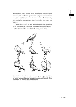 CEDERJ 15
AULAMÓDULO11
Darwin admitia que os mesmos fatores envolvidos na seleção artiﬁcial
sobre variações hereditárias, que levavam ao rápido desenvolvimento
de espécies domésticas com características consideradas favoráveis,
deveriam explicar a lenta seleção natural responsável pela origem das
espécies.
Para a elaboração de seu livro, Darwin se baseou em experimentos
que ele mesmo realizou com plantas e animais, principalmente pombos,
e no levantamento sobre os resultados de outros pesquisadores.
Figura 1.1: A partir de uma linhagem de pombos selvagens, uma grande variedade
de pombos com morfologias distintas foi obtida por seleção em poucas gerações.
Nos tempos de Darwin, o processo de cruzamento e seleção era realizado sem o
conhecimento dos princípios da herança mendeliana.
 