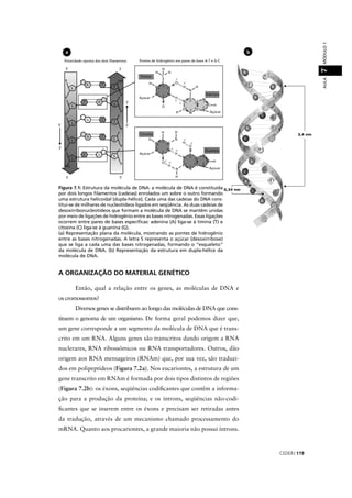 CEDERJ 119
AULAMÓDULO17
A ORGANIZAÇÃO DO MATERIAL GENÉTICO
Então, qual a relação entre os genes, as moléculas de DNA e
os cromossomos?
Diversos genes se distribuem ao longo das moléculas de DNA que cons-
tituem o genoma de um organismo. De forma geral podemos dizer que,
um gene corresponde a um segmento da molécula de DNA que é trans-
crito em um RNA. Alguns genes são transcritos dando origem a RNA
nuclerares, RNA ribossômicos ou RNA transportadores. Outros, dão
origem aos RNA mensageiros (RNAm) que, por sua vez, são traduzi-
dos em polipeptídeos (Figura 7.2a). Nos eucariontes, a estrutura de um
gene transcrito em RNAm é formada por dois tipos distintos de regiões
(Figura 7.2b): os éxons, seqüências codiﬁcantes que contêm a informa-
ção para a produção da proteína; e os íntrons, seqüências não-codi-
ﬁcantes que se inserem entre os éxons e precisam ser retiradas antes
da tradução, através de um mecanismo chamado processamento do
mRNA. Quanto aos procariontes, a grande maioria não possui íntrons.
ba
Figura 7.1: Estrutura da molécula de DNA: a molécula de DNA é constituída
por dois longos ﬁlamentos (cadeias) enrolados um sobre o outro formando
uma estrutura helicoidal (dupla-hélice). Cada uma das cadeias do DNA cons-
titui-se de milhares de nucleotídeos ligados em seqüência. As duas cadeias de
desoxirribonucleotídeos que formam a molécula de DNA se mantêm unidas
por meio de ligações de hidrogênio entre as bases nitrogenadas. Essas ligações
ocorrem entre pares de bases especíﬁcas: adenina (A) liga-se à timina (T) e
citosina (C) liga-se à guanina (G).
(a) Representação plana da molécula, mostrando as pontes de hidrogênio
entre as bases nitrogenadas. A letra S representa o açúcar (desoxirribose)
que se liga a cada uma das bases nitrogenadas, formando o “esqueleto”
da molécula de DNA. (b) Representação da estrutura em dupla-hélice da
molécula de DNA.
 