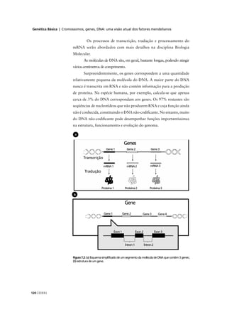 Genética Básica | Cromossomos, genes, DNA: uma visão atual dos fatores mendelianos
CEDERJ120
Figura7.2:(a)EsquemasimplificadodeumsegmentodamoléculadeDNAquecontém3genes;:
(b)estruturadeumgene.
b
a
Os processos de transcrição, tradução e processamento do
mRNA serão abordados com mais detalhes na disciplina Biologia
Molecular.
As moléculas de DNA são, em geral, bastante longas, podendo atingir
vários centímetros de comprimento.
Surpreendentemente, os genes correspondem a uma quantidade
relativamente pequena da molécula do DNA. A maior parte do DNA
nunca é transcrita em RNA e não contém informação para a produção
de proteína. Na espécie humana, por exemplo, calcula-se que apenas
cerca de 3% do DNA correspondam aos genes. Os 97% restantes são
seqüências de nucleotídeos que não produzem RNA e cuja função ainda
não é conhecida, constituindo o DNA não-codiﬁcante. No entanto, muito
do DNA não-codiﬁcante pode desempenhar funções importantíssimas
na estrutura, funcionamento e evolução do genoma.
 