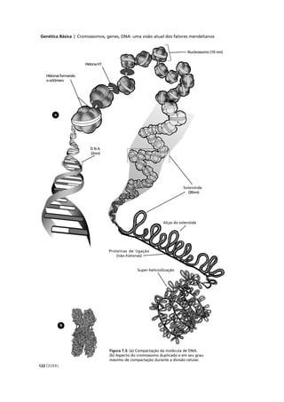 Genética Básica | Cromossomos, genes, DNA: uma visão atual dos fatores mendelianos
CEDERJ122
máximo de compactação durante a divisão celular.
b
a
 
