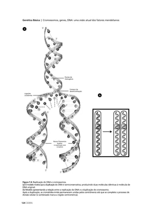 Genética Básica | Cromossomos, genes, DNA: uma visão atual dos fatores mendelianos
CEDERJ124
Figura 7.4: Replicação do DNA e cromossomos.
(a)Omodelomostraqueaduplicaçãodo DNA é semiconservativa, produzindo duas moléculas idênticas à molécula de
DNA original.
(b) Modelo apresentando a relação entre a replicação do DNA e a duplicação do cromossomo.
Após a duplicação, as cromátides-irmãs permanecem unidas pelos centrômeros até que se complete o processo de
divisão celular (o sombreado marca a região centromérica).
b
a
 