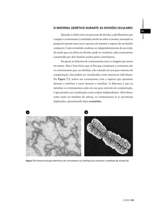 CEDERJ 125
AULAMÓDULO17
Figura 7.5: Fotomicroscopia eletrônica do cromossomo na intérfase (a) e durante a metáfase da mitose (b).
O MATERIAL GENÉTICO DURANTE AS DIVISÕES CELULARES
Quando a célula entra em processo de divisão, cada ﬁlamento que
compõe o cromossomo (cromátide) enrola-se sobre si mesmo, tornando-se
progressivamente mais curto e grosso, até assumir o aspecto de um bastão
compacto. Cada cromátide condensa-se independentemente de sua irmã,
de modo que, na célula em divisão, pode-se visualizar cada cromossomo
constituído por dois bastões unidos pelos centrômeros.
Em geral, ao falarmos de cromossomos, essa é a imagem que temos
em mente. Mas é bom frisar que os ﬁos que constituem a cromatina são
os cromossomos que, na intérfase, não estando em seu grau máximo de
compactação, não podem ser visualizados como estruturas individuais.
Na Figura 7.5, temos um cromossomo com o aspecto que apresenta
durante a intérfase e outro durante a metáfase. A diferença é que na
metáfase os cromossomos estão em seu grau máximo de compactação,
o que permite sua visualização como corpos independentes. Além disso,
como estão na metáfase da mitose, os cromossomos já se encontram
duplicados, apresentando duas cromátides.
ba
 
