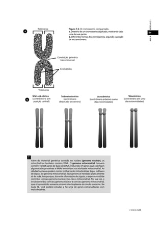 CEDERJ 127
AULAMÓDULO17
a
Figura 7.6: O cromossomo compactado.
a. Desenho de um cromossomo duplicado, mostrando cada
uma de suas partes.
b. Diferentes formas dos cromossomos, segundo a posição
de seu centrômero.
b
Metacêntrico
(centrômero em
posição central)
Submetacêntrico
(centrômero
deslocado do centro)
Acrocêntrico
(centrômero próximo a uma
das extremidades)
Telocêntrico
(centrômero em uma
das extremidades)
Telômeros
onstrição primária
(centrômeros)
Cromátides
Telômeros
Além do material genético contido no núcleo (genoma nuclear), as
mitocôndrias também contêm DNA. O genoma mitocondrial humano
contém 16.569 pares de base de DNA, incluindo 37 genes que codiﬁcam
algumas das proteínas e RNAs envolvidos na atividade mitocondrial. As
células humanas podem conter milhares de mitocôndrias; logo, milhares
de cópias do genoma mitocondrial. Esse genoma é herdado praticamente
só da mãe. Isso porque, durante a formação do zigoto, o espermatozóide
contribui com seu genoma nuclear, mas não o mitocondrial. Por sua vez, o
óvulo contribui com seu genoma nuclear e com seu genoma mitocondrial,
que é transmitido somente através do citoplasma do óvulo materno. Na
Aula 12, você poderá estudar a herança de genes extranucleares com
mais detalhes.
!
 