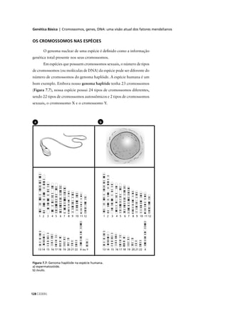 Genética Básica | Cromossomos, genes, DNA: uma visão atual dos fatores mendelianos
CEDERJ128
Figura 7.7: Genoma haplóide na espécie humana.
a) espermatozóide.
b) óvulo.
ba
OS CROMOSSOMOS NAS ESPÉCIES
O genoma nuclear de uma espécie é deﬁnido como a informação
genética total presente nos seus cromossomos.
Em espécies que possuem cromossomos sexuais, o número de tipos
de cromossomos (ou moléculas de DNA) da espécie pode ser diferente do
número de cromossomos do genoma haplóide. A espécie humana é um
bom exemplo. Embora nosso genoma haplóide tenha 23 cromossomos
(Figura 7.7), nossa espécie possui 24 tipos de cromossomos diferentes,
sendo 22 tipos de cromossomos autossômicos e 2 tipos de cromossomos
sexuais, o cromossomo X e o cromossomo Y.
 