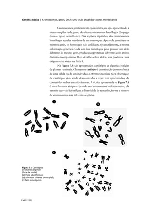 Genética Básica | Cromossomos, genes, DNA: uma visão atual dos fatores mendelianos
CEDERJ130
b
Cromossomos geneticamente equivalentes, ou seja, apresentando a
mesma seqüência de genes, são ditos cromossomos homólogos (do grego
homos, igual, semelhante). Nas espécies diplóides, são cromossomos
homólogos aqueles membros de um mesmo par. Apesar de possuírem os
mesmos genes, os homólogos não codiﬁcam, necessariamente, a mesma
informação genética. Cada um dos homólogos pode possuir um alelo
diferente do mesmo gene, produzindo proteínas diferentes com efeitos
distintos no organismo. Mais detalhes sobre alelos, seus produtos e sua
origem serão vistos na Aula 8.
Na Figura 7.8 são apresentados cariótipos de algumas espécies
de plantas e animais. Chamamos cariótipo à constituição cromossômica
de uma célula ou de um indivíduo. Diferentes técnicas para observação
de cariótipos vêm sendo desenvolvidas e você terá oportunidade de
conhecê-las melhor em aulas futuras. A técnica apresentada na Figura 7.8
é uma das mais simples; corando os cromossomos uniformemente, ela
permite que você identiﬁque a diversidade de tamanho, forma e número
de cromossomos nas diferentes espécies.
a
c
Figura 7.8: Cariótipos
de diversas espécies
(fora de escala).
(a) Vicia faba (feijão);
(b) Marmosa cinerea (marsupial);
(c) Felis catus (gato).
 