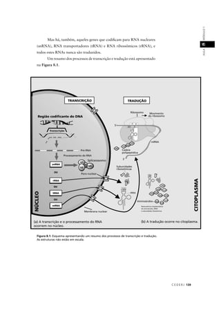 C E D E R J 139
AULAMÓDULO18
Mas há, também, aqueles genes que codiﬁcam para RNA nucleares
(snRNA), RNA transportadores (tRNA) e RNA ribossômicos (rRNA), e
todos estes RNAs nunca são traduzidos.
Um resumo dos processos de transcrição e tradução está apresentado
na Figura 8.1.
Figura 8.1: Esquema apresentando um resumo dos processos de transcrição e tradução.
As estruturas não estão em escala.
 
