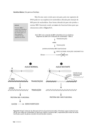 Genética Básica | Do gene ao fenótipo
C E D E R J142
Mas há uma outra versão para este gene, pois esse segmento de
DNA pode ter sua seqüência de nucleotídeos alterada pela inserção de
800 pares de nucleotídeos. Essa forma alterada do gene não produz a
enzima SBE-I funcional, sendo um ALELO não funcional desse gene que
chamaremos alelo r (Figura 8.3).
Figura 8.3: Origem molecular da alteração da forma da semente de ervilha. O fenótipo rugoso resulta da inser-
ção de uma cadeia de nucleotídeos no gene que codiﬁca a proteína SBE-I, responsável pela síntese de amido
ramiﬁcado a partir da glicose. (a) alelo normal; (b) alelo mutante.
Gene SBE-I com a inserção de 800 nucleotídeos em sua seqüênciaI
(segmento do DNA com 4.100 pares de nucleotídeos – alelo r)
mRNA
proteína enzimática SBE-I não-funcional
Glicose ----------------------------- amido ramiﬁcadomraamam--
ALELO
O termo alelo é
usado para identiﬁcar
versões diferentes de
um mesmo gene, ou
seja, pequenas
variações de um
segmento de DNA.
a b
T R A N S C R I Ç Ã O
T R A D U Ç Ã O
N Ã O O C O R R E R E A Ç Ã O E N Z I M Á T I C A
ALELO NORMAL ALELO MUTANTE
 