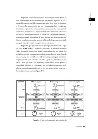 C E D E R J 143
AULAMÓDULO18
As plantas com sementes rugosas possuem genótipo rr. Isto é, os
dois cromossomos do par de homólogos que possui a seqüência de DNA
que codiﬁca a proteína SBE-I possuem a versão r deste gene. Já vimos que
o alelo r produz uma proteína que não é capaz de catalisar a reação que
transforma a glicose no amido ramiﬁcado, o que resulta num acúmulo
de sacarose, aumentando a pressão osmótica no interior das células dos
cotilédones. Conseqüentemente, as células dos cotilédones absorvem e
acumulam grande quantidade de água durante seu desenvolvimento.
Com o amadurecimento das sementes, há perda de grande quantidade
de água, o que provoca o enrugamento de sua casca.
As plantas que possuem em seu genótipo pelo menos uma cópia
do alelo R (RR ou Rr), a versão do gene capaz de sintetizar a enzima
SBE-I funcional, sintetizam o amido ramiﬁcado e têm nas células dos
cotilédones pressão osmótica menor, não acumulando tanta água. Quando
amadurecem, seus cotilédones perdem muito pouca água, mantendo-
se praticamente com o mesmo tamanho e, por isso, não enrugam sua
casca. Note que nesse caso, a presença de um único alelo R produz a
quantidade suﬁciente da enzima para que a reação de transformação de
glicose em amido ramiﬁcado ocorra nos níveis necessários para que a
forma da semente seja lisa (Figura 8.4).
Figura 8.4: As bases moleculares dos fatores de Mendel.
Cromossomos
alelo R
alelo R
 