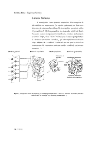 Genética Básica | Do gene ao fenótipo
C E D E R J154
A anemia falciforme
A hemoglobina é uma proteína responsável pelo transporte de
gás oxigênio em nosso corpo. Ela consiste tipicamente em dois pares
diferentes de cadeias polipeptídicas. Na hemoglobina normal do adulto
(Hemoglobina A - HbA), essas cadeias são designadas α (alfa) e β (beta).
As quatro cadeias se organizam formando uma estrutura globular com
a fórmula αA
2
βA
2
, onde o índice A
indica que as cadeias polipeptídicas
α e β são do tipo normal e o índice 2
, que estão representadas em dose
dupla (Figura 8.9). A cadeia α é codiﬁcada por um gene localizado no
cromossomo 16, enquanto o gene que codiﬁca a cadeia β está no cro-
mossomo 11.
Figura 8.9: Os quatro níveis de organização da hemoglobina humana – estrutura primária, secundária, terciária
e quaternária da proteína, com destaque para a cadeia β.
 