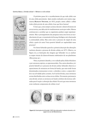 Genéica Básica | Divisão celular I – Mitose e o ciclo celular
C EDERJ24
RUDOLPH LUDWIG
CARL VIRCHOW
(1821–1902)
Médico e sanitarista
alemão, dedicou-se ao
estudo da patologia
celular. Hoje é conhe-
cido como “o pai da
patologia moderna”.
Figura 2.2: Ilustrações de Schneider (1873) das alterações nucleares durante a cli-
vagem do ovo de Mesostoma sp.
O próximo passo foi o reconhecimento de que toda célula vem
de uma célula preexistente. Após estudos realizados com muitos orga-
nismos, RUDOLPH VIRCHOW, em 1855, propôs: omnis cellula e cellula
(toda célula provém de uma célula), frase que ﬁcou famosa!
É claro que, como sempre acontece durante o desenvolvimento de
novas teorias, essa idéia não foi imediatamente aceita por todos. Muitos
continuavam a acreditar que os organismos podiam surgir espontane-
amente. Mas o prosseguimento das pesquisas nessa área levou ao reco-
nhecimento de que a transmissão da herança biológica está relacionada
à continuidade celular. Mas como seria o processo de origem de uma
célula a partir de outra? Seria possível identiﬁ car regularidade nesse
processo?
Foi Anton Schneider quem fez a primeira descrição das alterações
nucleares durante o processo de divisão celular, em 1873. Observe, na
Figura 2.2, as ilustrações das imagens que Schneider viu ao analisar
as etapas iniciais do desenvolvimento embrionário de um platelminto
(Mesostoma sp.).
Note, no primeiro desenho, o ovo rodeado pelas células foliculares
e por estruturas espirais, os espermatozóides. Nos outros desenhos, já é
possível identiﬁ car o processo de divisão celular. Schneider observou o
aparecimento de estruturas em forma de bastão, que mais tarde foram
denominadas cromossomos (cromo = coloridos e somos = corpos) devi-
do à sua aﬁ nidade pelos corantes. Ao ﬁ nal da divisão, essas estruturas
seriam distribuídas entre as duas novas células. Novamente, permanecia
uma dúvida: seriam as estruturas em bastão artefatos das técnicas utili-
zadas para ﬁ xação e coloração das células? Ou será que essas estruturas
eram realmente componentes de células vivas?
 