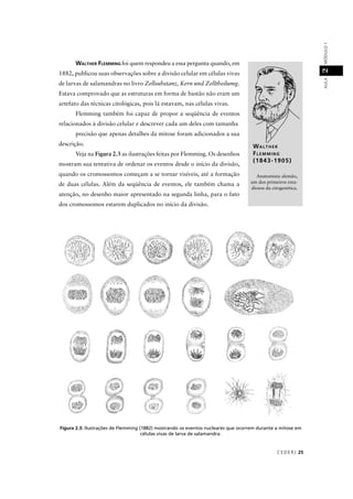 CEDER J 25
AULAMÓDULO12
WALTHER
FLEMMING
(1843-1905)
Anatomista alemão,
um dos primeiros estu-
diosos da citogenética.
WALTHER FLEMMING foi quem respondeu a essa pergunta quando, em
1882, publicou suas observações sobre a divisão celular em células vivas
de larvas de salamandras no livro Zellsubstanz, Kern und Zelltheilumg.
Estava comprovado que as estruturas em forma de bastão não eram um
artefato das técnicas citológicas, pois lá estavam, nas células vivas.
Flemming também foi capaz de propor a seqüência de eventos
relacionados à divisão celular e descrever cada um deles com tamanha
precisão que apenas detalhes da mitose foram adicionados a sua
descrição.
Veja na Figura 2.3 as ilustrações feitas por Flemming. Os desenhos
mostram sua tentativa de ordenar os eventos desde o início da divisão,
quando os cromossomos começam a se tornar visíveis, até a formação
de duas células. Além da seqüência de eventos, ele também chama a
atenção, no desenho maior apresentado na segunda linha, para o fato
dos cromossomos estarem duplicados no início da divisão.
Figura 2.3: Ilustrações de Flemming (1882) mostrando os eventos nucleares que ocorrem durante a mitose em
células vivas de larva de salamandra.
 