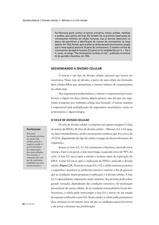 Genéica Básica | Divisão celular I – Mitose e o ciclo celular
C EDERJ26
CENTROSSOMO
Estrutura
localizada próxima
ao núcleo das
células animais e
vegetais, sendo o
centro primário
de organização
dos microtúbulos.
Em animais, é
composto por um
par de centríolos,
embebido em uma
matriz protéica.
Foi Flemming quem cunhou os termos cromatina, mitose, prófase, metáfase
e anáfase, que usamos até hoje. Ele também fez as primeiras observações de
cromossomos mitóticos em células humanas, mas as técnicas disponíveis na
época não permitiram a identiﬁcação do número de cromossomos na nossa
espécie. Em 1923, Painter, após analisar as células de testículos humanos, propôs
que a nossa espécie possuiria 24 pares de cromossomos. O número correto de
cromossomos da espécie humana (23 pares) só foi estabelecido por H. J. Tijo e
A. Levan, no artigo “The chomossome numbers of man”, publicado no volume
42 do periódico Hereditas, em 1956.
DESVENDANDO A DIVISÃO CELULAR
A mitose é um tipo de divisão celular assexual que ocorre em
eucariotos. Nesse tipo de divisão, a partir de uma célula são formadas
duas células-ﬁlhas que apresentam o mesmo número de cromossomos
da célula-mãe.
Nos organismos multicelulares, a mitose é responsável por trans-
formar o zigoto em duas células, depois quatro, oito até que um orga-
nismo composto por múltiplas células seja formado. A mitose também
é responsável pela multiplicação de organismos unicelulares, como os
protozoários e alguns fungos.
O CICLO DE DIVISÃO CELULAR
O ciclo de divisão celular é composto por quatro estágios: S (fase
de síntese do DNA), M (fase de divisão celular – Mitose), G1 e G2 (gap,
ou fases intermediárias), sendo um processo contínuo que leva cerca de
10-20 h, dependendo do tipo de célula e estágio de desenvolvimento do
organismo.
Juntas as fases G1, S e G2 constituem a Interfase, intervalo entre
mitoses. Esta é, em geral, a fase mais longa, ocupando cerca de 90% do
ciclo. A fase G1 inicia após a mitose e termina antes da replicação do
DNA. A fase G2 inicia após a replicação do DNA e antecede a divisão
celular (Figura 2.4). Durante as fases G1 e G2 a célula sintetiza proteínas
e organelas e monitora os ambientes interno e externo a ﬁm de garantir
que as condições sejam propícias à replicação e à divisão celular. A fase
G1 é especialmente importante neste contexto. Seu período pode sofrer
grande variação, dependendo das condições externas e da sinalização
proveniente de outras células. Se as condições extracelulares forem des-
favoráveis, a célula pode interromper a fase G1 e entrar em um estado
de repouso conhecido como G0. Neste estado, a célula pode permanecer
dias, semanas ou até mesmo anos até que as condições sejam favoráveis
e ela possa continuar sua proliferação.
 