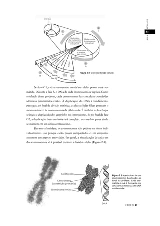 CEDER J 27
AULAMÓDULO12
Na fase G1, cada cromossomo no núcleo celular possui uma cro-
mátide. Durante a fase S, o DNA de cada cromossomo se replica. Como
resultado desse processo, cada cromossomo ﬁca com duas cromátides
idênticas (cromátides-irmãs). A duplicação do DNA é fundamental
para que, ao ﬁnal da divisão mitótica, as duas células-ﬁlhas possuam o
mesmo número de cromossomos da célula-mãe. É também na fase S que
se inicia a duplicação dos centríolos no centrossomo. Só no ﬁnal da fase
G2, a duplicação dos centríolos está completa, mas os dois pares ainda
se mantêm em um único centrossomo.
Durante a Intérfase, os cromossomos não podem ser vistos indi-
vidualmente, isso porque estão pouco compactados e, em conjunto,
assumem um aspecto enovelado. Em geral, a visualização de cada um
dos cromossomos só é possível durante a divisão celular (Figura 2.5).
Figura 2.5: A estrutura de um
cromossomo duplicado ao
final da prófase. Cada cro-
mátide-irmã é formada por
uma única molécula de DNA
condensada.
o celular.
 