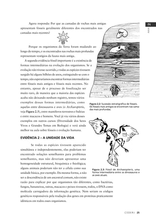 C E D E R J 25
AULA
2
Figura 2.2: Sucessão estratigráﬁca de fósseis.
Os fósseis mais antigos se encontram nas cama-
das mais profundas.
Agora responda: Por que as camadas de rochas mais antigas
apresentam fósseis geralmente diferentes dos encontrados nas
camadas mais recentes?
Porque os organismos da Terra foram mudando ao
longo do tempo, e os encontrados nas rochas mais profundas
representam vestígios da fauna mais antiga.
A segunda evidência fóssil importante é a existência de
formas intermediárias na evolução dos organismos. Se a
evolução não tivesse ocorrido, e todas as espécies tivessem
surgido há alguns bilhões de anos, extinguindo-se com o
tempo,nãoesperaríamosencontrarformasintermediárias
entre fósseis mais antigos e fósseis mais recentes. No
entanto, apesar de o processo de fossilização ser
muito raro, de maneira que a maioria das espécies
acaba não deixando nenhum registro, temos vários
exemplos dessas formas intermediárias, como
aquelas entre dinossauros e aves (o Archaeopteris,
veja Figura 2.3), entre mamíferos terrestres e baleias
e entre macacos e homens. Você já viu vários desses
exemplos em outros cursos (Diversidade dos Seres
Vivos e Grandes Temas em Biologia) e verá ainda
melhor na aula sobre fósseis e evolução humana.
Figura 2.3: Fóssil de Archaeopteris, uma
forma intermediária entre os dinossauros e
as aves atuais.
EVIDÊNCIA 2 – A UNIDADE DA VIDA
Se todas as espécies tivessem aparecido
simultânea e independentemente, elas poderiam ter
encontrado soluções semelhantes para problemas
semelhantes, mas não deveriam apresentar uma
homogeneidade estrutural, bioquímica e ﬁsiológica;
alguns animais poderiam não ter a célula como sua
unidade básica, por exemplo. Da mesma forma, a não
ser a descendência de um ancestral comum, não existe
razão para explicar por que organismos tão diferentes, como bactérias,
fungos, bananeiras, ostras, macacos e peixes tivessem, todos, o DNA como
molécula carregadora da informação genética. Nem seriam os códigos
genéticos responsáveis pela tradução dos genes em proteínas praticamente
idênticos em todos esses organismos.
 