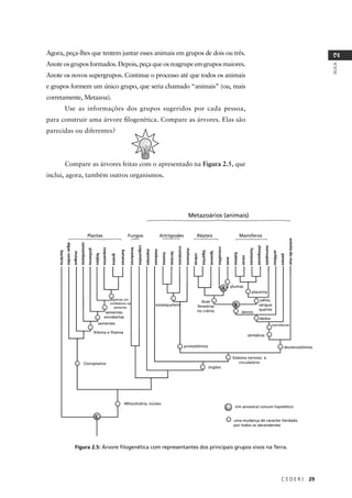 C E D E R J 29
AULA
2
Agora, peça-lhes que tentem juntar esses animais em grupos de dois ou três.
Anote os grupos formados. Depois, peça que os reagrupe em grupos maiores.
Anote os novos supergrupos. Continue o processo até que todos os animais
e grupos formem um único grupo, que seria chamado “animais” (ou, mais
corretamente, Metazoa).
Use as informações dos grupos sugeridos por cada pessoa,
para construir uma árvore ﬁlogenética. Compare as árvores. Elas são
parecidas ou diferentes?
Compare as árvores feitas com o apresentado na Figura 2.5, que
inclui, agora, também outros organismos.
Figura 2.5: Árvore ﬁlogenética com representantes dos principais grupos vivos na Terra.
estrela-do-mar
peixes
anfíbios
marsupiais
chimpanzé
humanos
vacas
baleias
aves
crocodilos
iguanas
lagartos
cobras
moluscos
crustáceos
lacraias
insetos
medusas
esponjas
cogumelos
leveduras
bananas
grama
coqueiros
feijões
pinheiros
samambaias
musgos
algasverdes
bactéria
Metazoários (animais)
Artrópodes Répteis MamíferosFungosPlantas
apenas um
cotilédone na
semente
sementes
encobertas
sementes
Xilema e ﬂoema
Cloroplastos
C
exoesqueleto
protostômios
órgãos
Sistema nervoso e
circulatório
deuterostômios
vértebras
mandíbulas
dedos
B
âmnio
pêlos,
sangue
quente
duas
fenestras
no crânio
A plumas
placenta
Mitocôndria, núcleo
Um ancestral comum hipotético
uma mudança de caracter herdada
por todos os decendentes
 