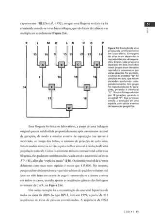 C E D E R J 31
AULA
2
experimento (HILLIS et al., 1992), em que uma ﬁlogenia verdadeira foi
construída usando-se vírus bacteriófagos, que são fáceis de cultivar e se
multiplicam rapidamente (Figura 2.6).
Essa ﬁlogenia foi feita em laboratório, a partir de uma linhagem
original que era subdividida propositadamente após um número variável
de gerações, de modo a simular eventos de especiação (na árvore é
mostrado, ao longo das linhas, o número de gerações de cada uma;
foram usados números variáveis para melhor simular a evolução de uma
população natural). Como os cientistas tinham controle total sobre essa
ﬁlogenia, eles puderam também analisar cada um dos ancestrais (as letras
A-F e W), além das “espécies atuais” (J-R). O número possível de árvores
diferentes com essas nove espécies é maior que 135.000. No entanto,
pesquisadores independentes e que não sabiam do padrão evolutivo real
(por ter sido feito um exame às cegas) reconstruíram a árvore correta
em todos os casos, usando apenas as seqüências gênicas das linhagens
terminais (de J a R, na Figura 2.6).
Um outro exemplo foi a reconstrução do ancestral hipotético de
todos os vírus da AIDS do tipo HIV-I, feito em 1998, a partir de 111
seqüências de vírus de pessoas contaminadas. A seqüência de DNA
Figura 2.6: Evolução de vírus
produzida artificialmente
em laboratório. Linhagens
de vírus eram separadas e
reproduzidas por várias gera-
ções. Depois, cada grupo era
separado em dois; esses dois
novos grupos eram deixados
reproduzir novamente por
várias gerações. Por exemplo,
o cultivo do ancestral “W” foi
dividido em dois, que foram
deixados evoluindo inde-
pendentemente. Um grupo
foi reproduzido por 17 gera-
ções, gerando o ancestral
“E”. O outro foi reproduzido
por 18 gerações, gerando o
ancestral “F”. Esse processo
simula a evolução de uma
espécie com vários eventos
de separação geográﬁca.
 