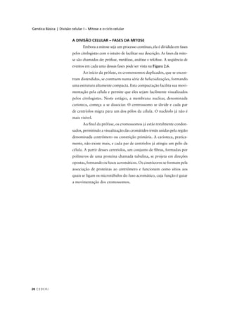 Genéica Básica | Divisão celular I – Mitose e o ciclo celular
C EDERJ28
A DIVISÃO CELULAR – FASES DA MITOSE
Embora a mitose seja um processo contínuo, ela é dividida em fases
pelos citologistas com o intuito de facilitar sua descrição. As fases da mito-
se são chamadas de: prófase, metáfase, anáfase e telófase. A seqüência de
eventos em cada uma dessas fases pode ser vista na Figura 2.6.
Ao início da prófase, os cromossomos duplicados, que se encon-
tram distendidos, se contraem numa série de helicoidizações, formando
uma estrutura altamente compacta. Esta compactação facilita sua movi-
mentação pela célula e permite que eles sejam facilmente visualizados
pelos citologistas. Neste estágio, a membrana nuclear, denominada
carioteca, começa a se dissociar. O centrossomo se divide e cada par
de centríolos migra para um dos pólos da célula. O nucléolo já não é
mais visível.
Ao ﬁnal da prófase, os cromossomos já estão totalmente conden-
sados, permitindo a visualização das cromátides-irmãs unidas pela região
denominada centrômero ou constrição primária. A carioteca, pratica-
mente, não existe mais, e cada par de centríolos já atingiu um pólo da
célula. A partir desses centríolos, um conjunto de ﬁbras, formadas por
polímeros de uma proteína chamada tubulina, se projeta em direções
opostas, formando os fusos acromáticos. Os cinetócoros se formam pela
associação de proteínas ao centrômero e funcionam como sítios aos
quais se ligam os microtúbulos do fuso acromático, cuja função é guiar
a movimentação dos cromossomos.
 