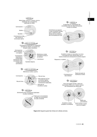 CEDER J 29
AULAMÓDULO12
Figura 2.6: Esquema geral da mitose em células animais.
 