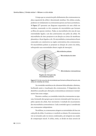 Genéica Básica | Divisão celular I – Mitose e o ciclo celular
C EDERJ30
A etapa que se caracteriza pelo alinhamento dos cromossomos na
placa equatorial da célula é denominada metáfase. Em células corada,
podemos ver nitidamente os cromossomos presos aos fusos acromáticos.
A Figura 2.7 apresenta um diagrama esquemático de uma célula em
metáfase, mostrando os três conjuntos de microtúbulos que formam
as ﬁbras do aparato mitótico. Todos os microtúbulos têm uma de suas
extremidades ligada a um dos centrossomos nos pólos da célula. Os
microtúbulos do áster projetam-se em direção ao córtex da membrana
plasmática e ﬁcam ligados a ele. Os microtúbulos cromossômicos ﬁcam
conectados aos cinetócoros na região centromérica dos cromossomos.
Os microtúbulos polares se projetam na direção do centro da célula,
sobrepondo suas extremidades distais (região de interação).
Figura 2.7: Os três conjuntos de microtúbulos que formam as ﬁbras do fuso em uma
célula em metáfase da mitose.
As cromátides metafásicas são altamente helicoidizadas e distintas,
facilitando assim a visualização dos cromossomos. O diagnóstico dos
distúrbios causados por alterações cromossômicas estruturais é normal-
mente feito nesse estágio.
Durante a anáfase, as cromátides-irmãs dos cromossomos se sepa-
ram, formando dois grupos que se movem orientados pelo fuso para os
pólos opostos da célula. Este movimento é resultado do encurtamento
dos microtúbulos cromossômicos. Cada cromátide agora é considerada
um cromossomo independente.
Na telófase, os cromossomos atingem as extremidades do fuso em
cada pólo da célula. A carioteca e o nucléolo se refazem. Os cromossomos
vão se tornando cada vez menos condensados, até atingirem seu estado
de compactação inicial. A célula, então, se divide em duas através de
 