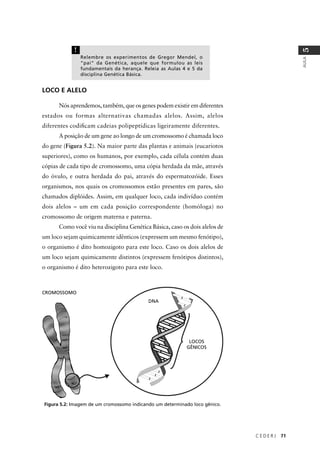 C E D E R J 71
AULA
5
LOCO E ALELO
Nós aprendemos, também, que os genes podem existir em diferentes
estados ou formas alternativas chamadas alelos. Assim, alelos
diferentes codiﬁcam cadeias polipeptídicas ligeiramente diferentes.
A posição de um gene ao longo de um cromossomo é chamada loco
do gene (Figura 5.2). Na maior parte das plantas e animais (eucariotos
superiores), como os humanos, por exemplo, cada célula contém duas
cópias de cada tipo de cromossomo, uma cópia herdada da mãe, através
do óvulo, e outra herdada do pai, através do espermatozóide. Esses
organismos, nos quais os cromossomos estão presentes em pares, são
chamados diplóides. Assim, em qualquer loco, cada indivíduo contém
dois alelos – um em cada posição correspondente (homóloga) no
cromossomo de origem materna e paterna.
Como você viu na disciplina Genética Básica, caso os dois alelos de
um loco sejam quimicamente idênticos (expressem um mesmo fenótipo),
o organismo é dito homozigoto para este loco. Caso os dois alelos de
um loco sejam quimicamente distintos (expressem fenótipos distintos),
o organismo é dito heterozigoto para este loco.
Figura 5.2: Imagem de um cromossomo indicando um determinado loco gênico.
!
Relembre os experimentos de Gregor Mendel, o
“pai” da Genética, aquele que formulou as leis
fundamentais da herança. Releia as Aulas 4 e 5 da
disciplina Genética Básica.
CROMOSSOMO
DNA
LOCOS
GÊNICOS
 