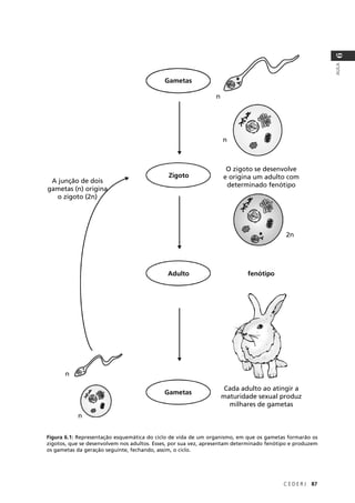 C E D E R J 87
AULA
6
Figura 6.1: Representação esquemática do ciclo de vida de um organismo, em que os gametas formarão os
zigotos, que se desenvolvem nos adultos. Esses, por sua vez, apresentam determinado fenótipo e produzem
os gametas da geração seguinte, fechando, assim, o ciclo.
Gametas
Zigoto
Adulto
Gametas
fenótipo
A junção de dois
gametas (n) origina
o zigoto (2n)
O zigoto se desenvolve
e origina um adulto com
determinado fenótipo
Cada adulto ao atingir a
maturidade sexual produz
milhares de gametas
n
n
2n
n
n
 