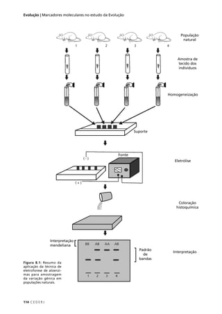 114 C E D E R J
Evolução | Marcadores moleculares no estudo da Evolução
Figura 8.1: Resumo da
aplicação da técnica de
eletroforese de aloenzi-
mas para amostragem
da variação gênica em
populações naturais.
Suporte
Fonte
Interpretação
mendeliana
Padrão
de
bandas
População
natural
Amostra de
tecido dos
indivíduos
Homogeneização
Eletrólise
Coloração
histoquímica
Interpretação
 