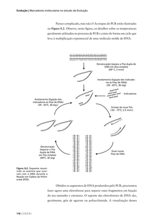 118 C E D E R J
Evolução | Marcadores moleculares no estudo da Evolução
Parece complicado, mas não é! As etapas do PCR estão ilustradas
na Figura 8.2. Observe, nesta ﬁgura, os detalhes sobre as temperaturas
geralmente utilizadas no processo de PCR e como ele forma um ciclo que
leva à multiplicação exponencial de uma molécula molde de DNA.
Figura 8.2: Esquema resum-
indo os eventos que ocor-
rem com o DNA durante a
Reação em Cadeia da Polim-
erase (PCR).
Obtidos os segmentos de DNA produzidos pelo PCR, precisamos
fazer agora uma eletroforese para separar esses fragmentos em função
do seu tamanho e estrutura. O suporte das eletroforeses de DNA são,
geralmente, géis de agarose ou poliacrilamida. A visualização desses
Anelamento (ligação dos indicado-
res às ﬁtas de DNA)
(39 - 65ºC, 30 seg)
Denaturação (separa a ﬁta dupla de
DNA em dita simples)
(94º C, 5 mim)
Indicadores
Síntase da nova ﬁta
( 65 - 75ºC, 2-5 mim.)
Duas novas
ﬁtas de DNA
Denaturação
(separar a ﬁta
dupla de DNA
em ﬁta simples)
(94ºC, 30 seg)
Anelamento (ligação dos
indicadores às ﬁtas de DNA)
(39 - 65ºC, 30 seg.)
 