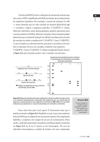 C E D E R J 121
AULA
8
A técnica de RFLP envolve a utilização de enzimas de restrição que
irão cortar o DNA, ampliﬁcado pelo PCR, em função do reconhecimento
de seqüências especíﬁcas. Por exemplo, a enzima de restrição Eco RI,
— assim chamada por ter sido extraída da bactéria Escherichia coli
— reconhece e digere a seqüência especíﬁca 5’-GAATTC-3’. Assim,
diferentes indivíduos, numa dada população, poderão apresentar, para
a mesma seqüência de DNA, diferentes mutações. Essas mutações podem
determinar que a enzima de restrição Eco RI não reconheça mais um sítio
de restrição (se mudar a seqüência de 5’-GAATTC-3’ para 5’-GTATTC-
3’, por exemplo) ou, alternativamente, que passe a reconhecer um novo
sítio (a operação inversa, por exemplo, mudando uma seqüência
5’-GTATTC-3’ para 5’-GAATTC-3’). Muito complicado? Então, observe
a Figura 8.4, pois ela pode auxiliar você a entender esse processo.
Figura 8.4: Mapa de restrição indicando o padrão de corte de uma determinada enzima
e um esquema representando a separação dos fragmentos em um suporte (gel de
agarose ou poliacrilamida) e seus respectivos tamanhos em Kb. MM é um marcador
molecular que apresenta um conjunto de bandas com tamanhos conhecidos.
KILOBASE (KB)
É uma unidade de
medida de peso
molecular do DNA.
1kb signiﬁca um
conjunto de 1.000
nucleotídeos.
Ficou mais claro para você, agora? É interessante notar que o
padrão mostrado na Figura 8.4 é haplóide, ou seja, é para uma seqüência
única de DNA que se origina de um cromossomo apenas. Para organismos
diplóides, a seqüência tem origem de um par de cromossomos. Desse
modo, o indivíduo apresentará um padrão semelhante àqueles mostrados
na Figura 8.4 (A, B ou C) apenas se for homozigoto. No caso de
indivíduos heterozigotos, o padrão de bandas será uma composição
Seqüência sem sítio de restrição
Ganho de sítio
Ganho de novo sítio
Região na seqüência em que a enzima
de restrição cliva O DNA
SEPARAÇÃO DOS FRAGMENTOS POR ELETRÓLISE
E VISUALIZAÇÃO EM UM SUPORTE DE AGAROSE
REVELADO COM PRATA
 