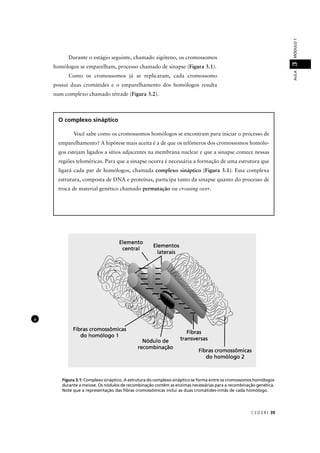 CEDER J 39
AULAMÓDULO13
O complexo sináptico
Você sabe como os cromossomos homólogos se encontram para iniciar o processo de
emparelhamento? A hipótese mais aceita é a de que os telômeros dos cromossomos homólo-
gos estejam ligados a sítios adjacentes na membrana nuclear e que a sinapse comece nessas
regiões teloméricas. Para que a sinapse ocorra é necessária a formação de uma estrutura que
ligará cada par de homólogos, chamada complexo sináptico (Figura 3.1). Essa complexa
estrutura, composta de DNA e proteínas, participa tanto da sinapse quanto do processo de
troca de material genético chamado permutação ou crossing over.
a
Figura 3.1: Complexo sináptico. A estrutura do complexo sináptico se forma entre os cromossomos homólogos
durante a meiose. Os nódulos de recombinação contêm as enzimas necessárias para a recombinação genética.
Note que a representação das ﬁbras cromossômicas inclui as duas cromátides-irmãs de cada homólogo.
Durante o estágio seguinte, chamado zigóteno, os cromossomos
homólogos se emparelham, processo chamado de sinapse (Figura 3.1).
Como os cromossomos já se replicaram, cada cromossomo
possui duas cromátides e o emparelhamento dos homólogos resulta
num complexo chamado tétrade (Figura 3.2).
 