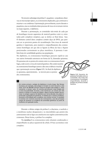 CEDER J 41
AULAMÓDULO13
No terceiro subestágio da prófase I – paquíteno – já podemos obser-
var, no microscópio óptico, os cromossomos duplicados, que continuam a
encurtar e a se condensar. A permutação, provavelmente, ocorre durante o
paquíteno, mas os resultados deste processo de troca só se tornam visíveis
na etapa seguinte, o diplóteno.
Durante a permutação, as cromátides não-irmãs de cada par
de homólogos trocam segmentos de material genético entre si, orien-
tadas pelo complexo sináptico, que se desfaz ao ﬁnal dessa fase.
O elemento central deste complexo contém alças de DNA, que pare-
cem ser os prováveis pontos de recombinação. Esta troca de material
genético é importante, pois manterá o emparelhamento dos cromos-
somos homólogos até que eles se liguem às ﬁbras do fuso e ﬁquem
posicionados corretamente na placa metafásica. A permuta é tam-
bém fonte de variabilidade genética nas populações.
No diplóteno, os cromossomos homólogos parecem repelir-se uns
aos outros formando estruturas em forma de X, chamadas quiasmas.
Os quiasmas são os pontos de contato entre os cromossomo
logos, onde ocorre a troca de material genético. Eles ainda m
os cromossomos homólogos juntos e dão uma evidência visu
que a permutação ocorreu (Figura 3.3). Ao ﬁnal do diplóte
os quiasmas, aparentemente, se movem para as pontas
dos cromossomos.
Em muitos animais o estágio de diplóteno é muito longo. Nas fêmeas
humanas, por exemplo, esse estágio é iniciado no ovário durante a vida
fetal. Cerca de 400.000 ovócitos imaturos atingem esse estágio e, nesse
momento, a meiose I pára. Os ovócitos permanecem nesse estágio até
o início da puberdade. Durante o ciclo menstrual, um ovócito por mês
retoma a meiose na trompa de Falópio. Alguns ovócitos podem perma-
necer no estágio suspenso de diplóteno por várias décadas. Isto pode ter
profundas conseqüências genéticas. À medida que o ovócito envelhece,
aumenta a diﬁculdade para completar uma meiose normal. O resultado
é ovócitos com números anormais de cromossomos, uma das principais
causas do aumento na incidência de anomalias genéticas na prole de
mulheres com gestação tardia.
!
Durante o último estágio da prófase I, a diacinese, o nucléolo e
a membrana nuclear desaparecem e os microtúbulos que partem dos
centrossomos irão se ligar aos cinetócoros nas regiões centroméricas dos
cromossos. Dessa forma, a prófase I se completa.
Na metáfase I os cromossomos estão altamete condensados e
emparelhados na placa equatorial da célula. O fuso acromático está
completo.
Figura 3.3: Esquema de
quiasmas formados entre as
cromátides não-irmãs dos
cromossosmos homólogos
emparelhados, durante a
prófase da primeira divisão
meiótica.
 