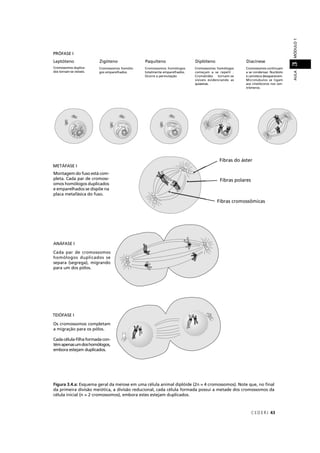 CEDER J 43
AULAMÓDULO13
Figura 3.4.a: Esquema geral da meiose em uma célula animal diplóide (2n = 4 cromossomos). Note que, no ﬁnal
da primeira divisão meiótica, a divisão reducional, cada célula formada possui a metade dos cromossomos da
célula inicial (n = 2 cromossomos), embora estes estejam duplicados.
PRÓFASE I
METÁFASE I
ANÁFASE I
TElÓFASE I
Fibras do áster
Fibras polares
Fibras cromossômicas
Montagem do fuso está com-
pleta. Cada par de cromoss-
omos homólogos duplicados
e emparelhados se dispõe na
placa metafásica do fuso.
Cada par de cromossomos
homólogos duplicados se
separa (segrega), migrando
para um dos pólos.
Os cromossomos completam
a migração para os pólos.
Cada célula-ﬁlha formada con-
témapenasumdoshomólogos,
embora estejam duplicados.
Leptóteno
Cromossomos duplica-
dos tornam-se visíveis.
Zigóteno
Cromossomos homólo-
gos emparelhados.
Paquíteno
Cromossomos homólogos
totalmente emparelhados.
Ocorre a permutação
Diplóteno
Cromossomos homólogos
começam a se repelir .
Cromátides tornam-se
visíveis evidenciando as
quiasmas.
Diacinese
Cromossomos continuam
a se condensar. Nucléolo
e carioteca desaparecem.
Microtúbulos se ligam
aos cinetócoros nos cen-
trômeros.
 