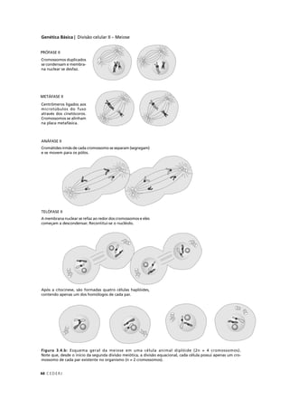 Genética Básica | Divisão celular II – Meiose
C EDERJ44
Figura 3.4.b: Esquema geral da meiose em uma célula animal diplóide (2n = 4 cromossomos).
Note que, desde o início da segunda divisão meiótica, a divisão equacional, cada célula possui apenas um cro-
mossomo de cada par existente no organismo (n = 2 cromossomos).
PRÓFASE II
Cromossomos duplicados
se condensam e membra-
na nuclear se desfaz.
METÁFASE II
Centrômeros ligados aos
microtúbulos do fuso
através dos cinetócoros.
Cromossomos se alinham
na placa metafásica.
ANÁFASE II
Cromátides-irmãs de cada cromossomo se separam (segregam)
e se movem para os pólos.
TELÓFASE II
A membrana nuclear se refaz ao redor dos cromossomos e eles
começam a descondensar. Recontitui-se o nucléolo.
Após a citocinese, são formadas quatro células haplóides,
contendo apenas um dos homólogos de cada par.
 