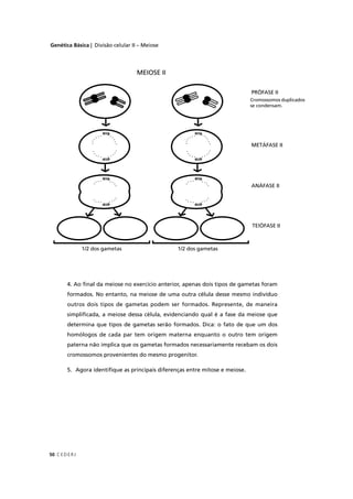 Genética Básica | Divisão celular II – Meiose
C EDERJ50
4. Ao ﬁnal da meiose no exercício anterior, apenas dois tipos de gametas foram
formados. No entanto, na meiose de uma outra célula desse mesmo indivíduo
outros dois tipos de gametas podem ser formados. Represente, de maneira
simpliﬁcada, a meiose dessa célula, evidenciando qual é a fase da meiose que
determina que tipos de gametas serão formados. Dica: o fato de que um dos
homólogos de cada par tem origem materna enquanto o outro tem origem
paterna não implica que os gametas formados necessariamente recebam os dois
cromossomos provenientes do mesmo progenitor.
5. Agora identiﬁque as principais diferenças entre mitose e meiose.
Cromossomos duplicados
se condensam.
MEIOSE II
PRÓFASE II
METÁFASE II
ANÁFASE II
TElÓFASE II
1/2 dos gametas 1/2 dos gametas
 