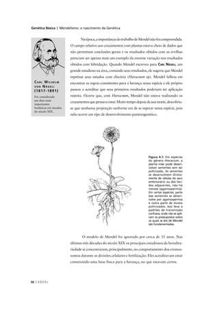 Genética Básica | Mendelismo: o nascimento da Genética
C E D E R J56
Naépoca,aimportânciadotrabalhodeMendelnãofoicompreendida.
O campo relativo aos cruzamentos com plantas estava cheio de dados que
não permitiam conclusões gerais e os resultados obtidos com as ervilhas
pareciam ser apenas mais um exemplo da enorme variação nos resultados
obtidos com hibridação. Quando Mendel escreveu para CARL NÄGELI, um
grande estudioso na área, contando seus resultados, ele sugeriu que Mendel
repetisse seus estudos com chicória (Hieracium sp). Mendel falhou em
encontrar as regras consistentes para a herança nessa espécie e ele próprio
passou a acreditar que seus primeiros resultados poderiam ter aplicação
restrita. Ocorre que, com Hieracium, Mendel não estava realizando os
cruzamentosquepensavaestar.Muitotempodepoisdasuamorte,descobriu-
se que nenhuma proporção uniforme era de se esperar nessa espécie, pois
nela ocorre um tipo de desenvolvimento partenogenético.
Figura 4.1: Em espécies
do gênero Hieracium, a
planta mãe pode desen-
volver sementes sem ser
polinizada. As sementes
se desenvolvem direta-
mente de células do saco
embrionário ou dos teci-
dos adjacentes, não há
meiose (agamospermia).
Em certas espécies, parte
das sementes se desen-
volve por agamospermia
e outra parte de óvulos
polinizados. Isso leva a
padrões de transmissão
confusos, onde não se apli-
cam os pressupostos sobre
os quais as leis de Mendel
são fundamentadas.
CARL WILHELM
VON NÄGELI
(1817-1891)
Foi considerado
um dois mais
importantes
botânicos em meados
do século XIX.
O modelo de Mendel foi ignorado por cerca de 35 anos. Nas
últimas três décadas do século XIX os principais estudiosos da heredita-
riedade se concentraram, principalmente, no comportamento dos cromos-
somos durante as divisões celulares e fertilização. Eles acreditavam estar
construindo uma base física para a herança, no que estavam certos.
 