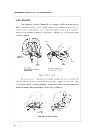 Genética Básica | Mendelismo: o nascimento da Genética
C E D E R J58
A ﬂor da ervilha
Nas ﬂores das ervilhas (Figura 4.2), os estames e pistilo ﬁcam encobertos
pelas pétalas e, se as ﬂores forem encobertas para evitar a ação dos insetos, elas se
autofecundam. Autofecundação é um tipo de reprodução sexuada na qual um mesmo
indivíduo fornece ambos os gametas, o masculino e o feminino, que se unem para formar
a geração seguinte.
Figura 4.2: Flor da ervilha.
Também é possível a realização de fecundação cruzada, retirando-se as anteras de
uma ﬂor antes de sua maturação e mais tarde colocando-se o pólen de outra planta sobre
o seu estigma. Assim, conforme planejasse, Mendel podia deixar que cada linhagem se
autofecundasse ou realizar fecundação cruzada entre as linhagens.
Figura 4.3: Fecundação cruzada.
 