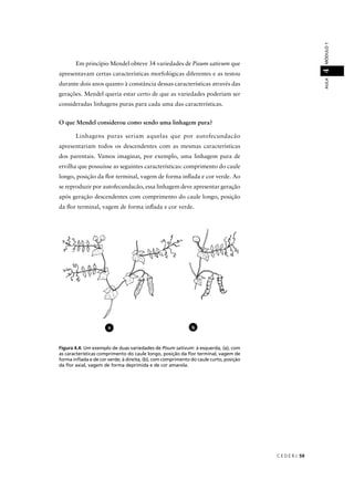 C E D E R J 59
AULAMÓDULO14
Em princípio Mendel obteve 34 variedades de Pisum sativum que
apresentavam certas características morfológicas diferentes e as testou
durante dois anos quanto à constância dessas características através das
gerações. Mendel queria estar certo de que as variedades poderiam ser
consideradas linhagens puras para cada uma das características.
O que Mendel considerou como sendo uma linhagem pura?
Linhagens puras seriam aquelas que por autofecundacão
apresentariam todos os descendentes com as mesmas características
dos parentais. Vamos imaginar, por exemplo, uma linhagem pura de
ervilha que possuísse as seguintes características: comprimento do caule
longo, posição da ﬂor terminal, vagem de forma inﬂada e cor verde. Ao
se reproduzir por autofecundacão, essa linhagem deve apresentar geração
após geração descendentes com comprimento do caule longo, posição
da ﬂor terminal, vagem de forma inﬂada e cor verde.
Figura 4.4: Um exemplo de duas variedades de Pisum sativum: à esquerda, (a), com
as características comprimento do caule longo, posição da ﬂor terminal, vagem de
forma inﬂada e de cor verde; à direita, (b), com comprimento do caule curto, posição
da ﬂor axial, vagem de forma deprimida e de cor amarela.
ba
 