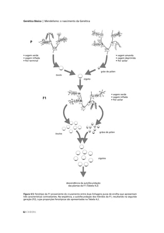 Genética Básica | Mendelismo: o nascimento da Genética
C E D E R J62
descendência da autofecundação
das plantas da F1 (Tabela 4.2)
Figura 4.5: Fenótipo da F1 proveniente do cruzamento entre duas linhagens puras de ervilha que apresentam
três características contrastantes. Na seqüência, a autofecundação dos híbridos da F1, resultando na segunda
geração (F2), cujas proporções fenotípicas são apresentadas na Tabela 4.2.
• vagem verde
• vagem inﬂad
• ﬂor terminal
m amarela
m deprimida
xilar
rde
ﬂada
P
 