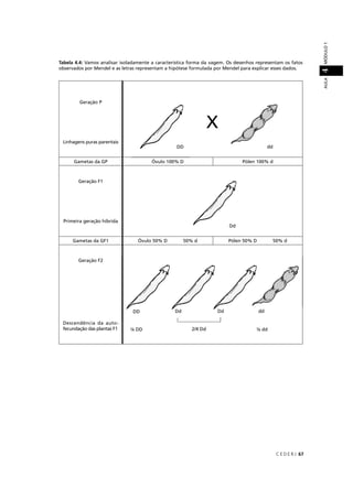 C E D E R J 67
AULAMÓDULO14
Tabela 4.4: Vamos analisar isoladamente a característica forma da vagem. Os desenhos representam os fatos
observados por Mendel e as letras representam a hipótese formulada por Mendel para explicar esses dados.
Geração P
Linhagens puras parentais
Gametas da GP Óvulo 100% D Pólen 100% d
Geração F1
Primeira geração híbrida
Gametas da GF1 Óvulo 50% D 50% d Pólen 50% D 50% d
Geração F2
Descendência da auto-
fecundação das plantas F1
dd
X
d
¼ dd2/4 Dd¼ DD
 