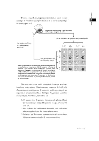 C E D E R J 81
AULAMÓDULO15
Durante a fecundação, os gametas se uniriam ao acaso, ou seja,
cada tipo de pólen teria igual probabilidade de se unir a qualquer tipo
de óvulo (Figura 5.2).
Figura 5.2: Representação da hipótese de Mendel para explicar
os resultados do cruzamento diíbrido para cor e forma da
semente. Cada indivíduo da F1 (VvRr) gera gametas como
descrito na Figura 5.1. A combinação de fatores hereditários
na F2 será determinada pela combinação aleatória dos quatro
gametas produzidos em igual freqüência. Conhecendo-se essas
combinações e sabendo-se que fatores são os dominantes
para cada característica, as proporções fenotípicas podem
ser determinadas.
Mas note uma coisa muito importante. Para que as classes
fenotípicas observadas na F2 estivessem da proporção de 9:3:3:1, há
algumas outras condições que deveriam ser satisfeitas. A partir do
esquema do cruzamento diíbrido da Figura 5.2, procure identiﬁcar
estas condições. Viu? Então, vamos listá-las:
1. Os quatro tipos de gametas formados pela planta diíbrida
deveriam aparecer em igual freqüência, ou seja, 25% (ou 1/4)
cada um.
2. Para cada uma das características analisadas, deve haver domi-
nância completa de um dos fatores sobre o outro.
3. Os fatores que determinam uma das características não devem
inﬂuenciar na determinação da outra característica.
d fSegregação dos fatores
Rr e dos fatores Vv
dos óvulos
d f d fSegregação dos fatores Rr e dos fatores Vv
na formação dos grãos do pólen
d f d d d lTipo de freqüência do genótipo dos grãos de pólen
fTipo de freqüência dos
genótipos dos óvulos
 
